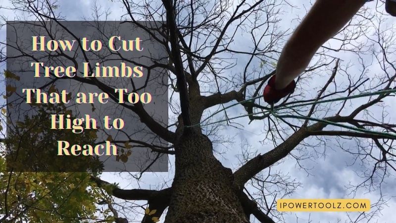 how-to-cut-tree-branches-that-are-too-tall-to-reach-hot-issue-news